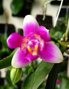 Phalaenopsis Vio Vio