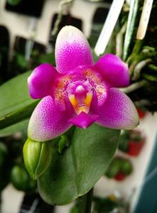 Phalaenopsis Vio Vio