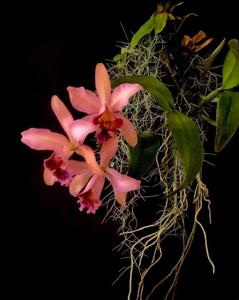 Cattleya Oh Hock Neo