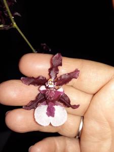 Oncidium Heaven Scent