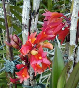 Dendrobium Jiali Chrysoptae