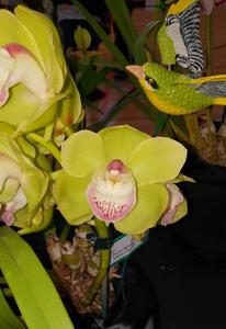 Cymbidium Spring Zenith