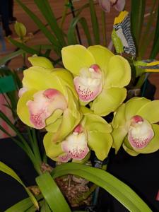 Cymbidium Spring Zenith