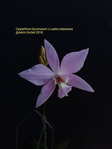 <i>Caulaelia</i> bicornutum-rubescens