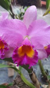 Rhyncholaeliocattleya Agatha Lim