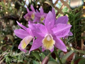 Guaricattonia Sadie Rainn