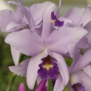 Laelianthe Wrigleyi