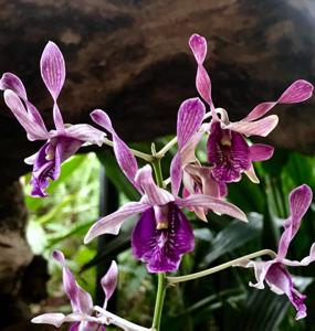 Dendrobium OSSEA 90th Anniversary