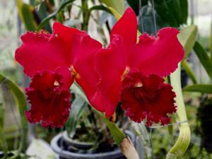 Rhyncholaeliocattleya Rie's Radiance