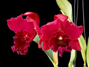 Rhyncholaeliocattleya Rie's Radiance