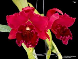 Rhyncholaeliocattleya Rie's Radiance