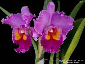 Rhyncholaeliocattleya Pink Diamond