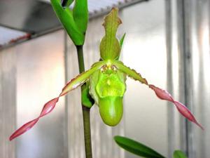 Phragmipedium Praying Mantis