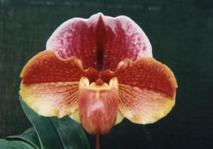 Paphiopedilum Passion