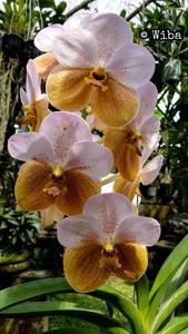 Vanda Perla del Caribe