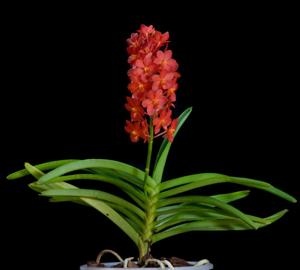 Vanda Arthorn