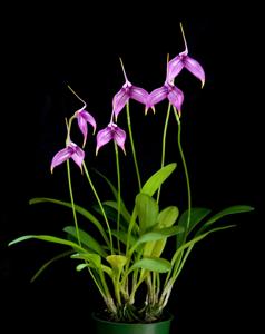 Masdevallia Ziegler's Love