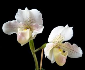 Paphiopedilum Freckles