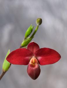 Phragmipedium Elfin's Candy