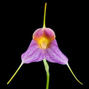 Masdevallia Pixie Dust