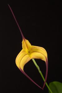 Masdevallia Cassiope