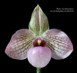 Paphiopedilum Carolyn Butcher