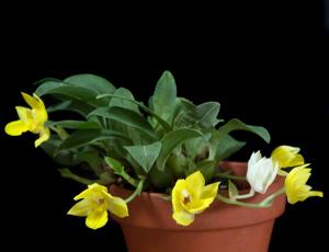 Promenaea Meadow Gold