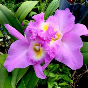 Rhyncholaeliocattleya Mount Hood