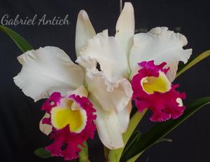 Rhyncholaeliocattleya Blanche Aisaka