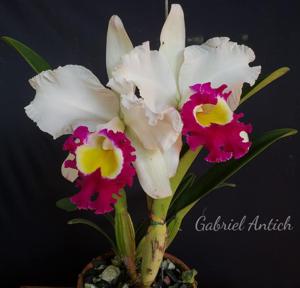 Rhyncholaeliocattleya Blanche Aisaka