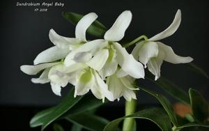 Dendrobium Angel Baby