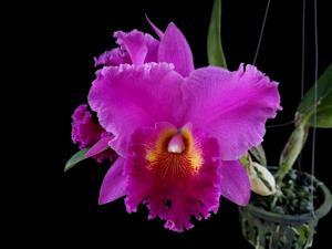 Rhyncholaeliocattleya Lucky Man