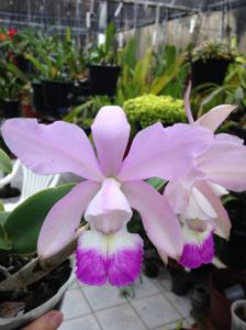 Cattleya Walkerinter