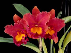 Rhyncholaeliocattleya Phet Korat