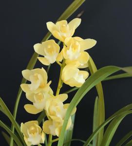 Cymbidium Lemon Ice