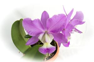 Cattleya Snow Blind