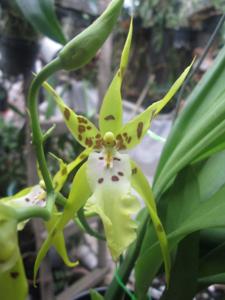 Aliceara Pacific Nova