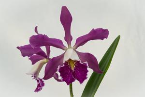 Cattleya Oviedo