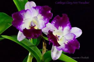 Cattleya Llory Ann