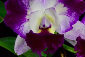 Cattleya Llory Ann