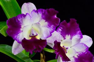 Cattleya Llory Ann