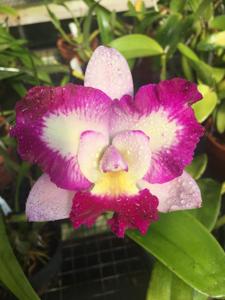 Cattleya Llory Ann