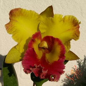 Rhyncholaeliocattleya Chomthong Fancy