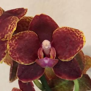 Phalaenopsis Tying Shin Golden Rose-Sunrise Red Peoker