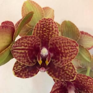 Phalaenopsis Tying Shin Golden Rose-Sunrise Red Peoker