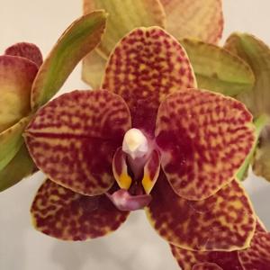 Phalaenopsis Tying Shin Golden Rose-Sunrise Red Peoker