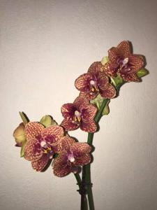 Phalaenopsis Tying Shin Golden Rose-Sunrise Red Peoker