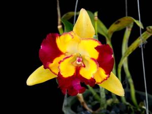 Rhyncholaeliocattleya Petcharatana Glory