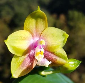 Phalaenopsis Long Trieu