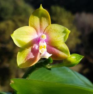 Phalaenopsis Long Trieu